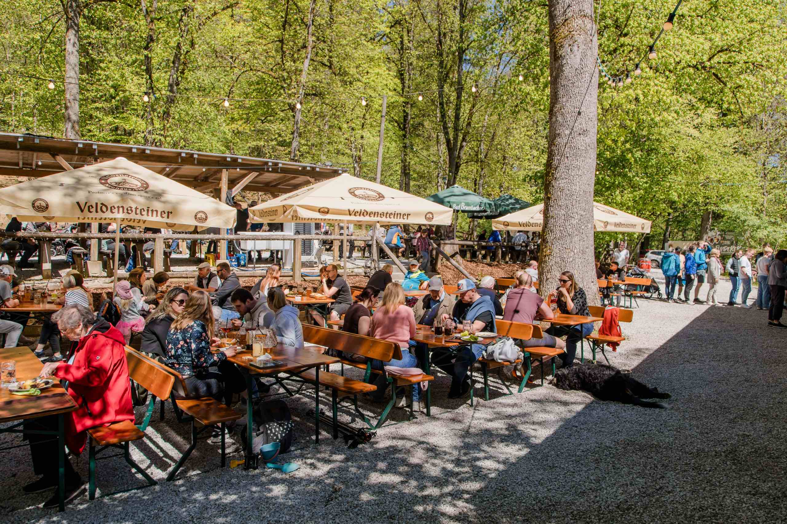 Voll besetzter Biergarten unter hohen Bäumen mit Veldensteiner-Schirmen in der Frühlingssonne
